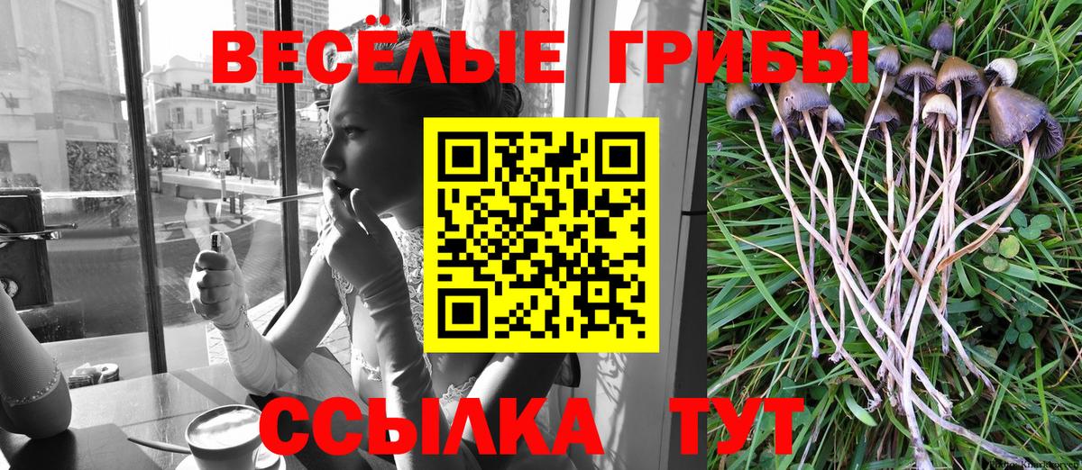 Псилоцибиновые грибы Psilocybe  Советская Гавань 